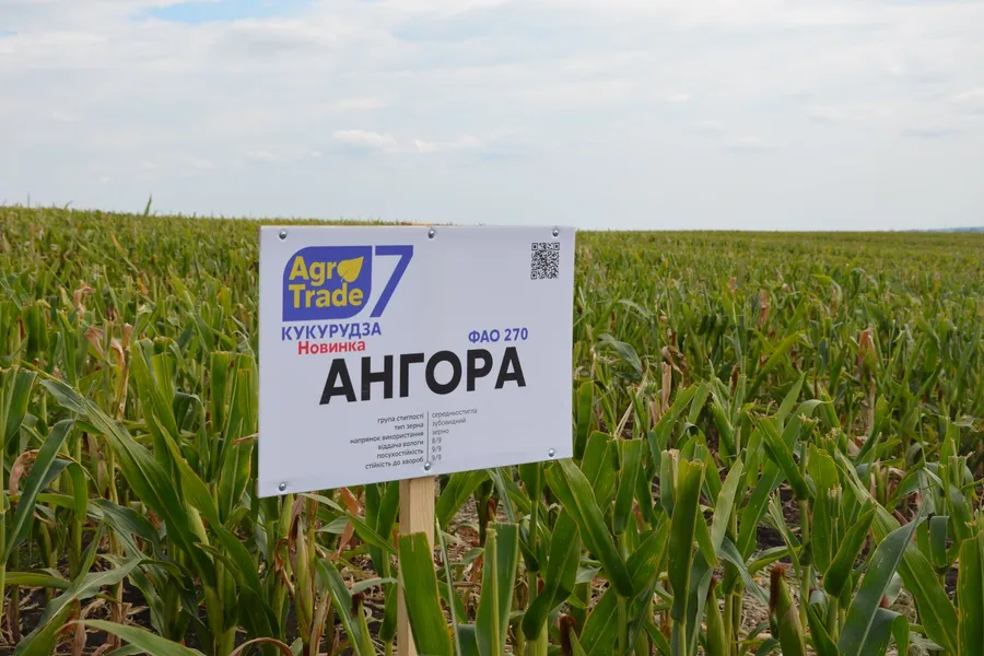 Гібрид Кукурудза «Ангора» (ФАО 270) на полі з табличкою Agro7Trade
