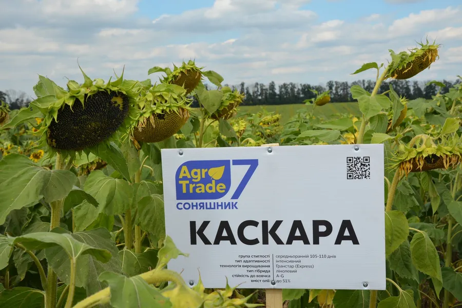 Гібрид Соняшник «Каскара» на полі з табличкою Agro7Trade