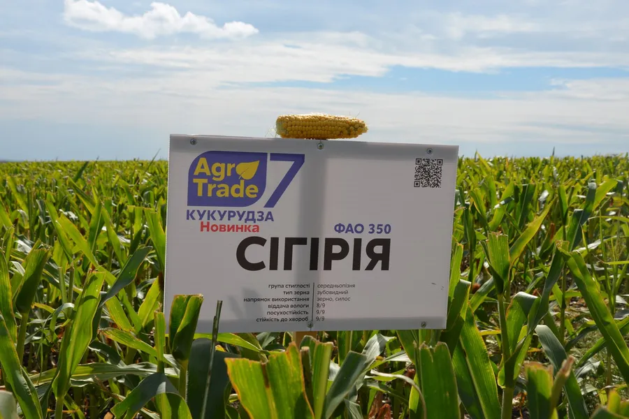 Гібрид Кукурудза «Сігірія» (ФАО 350) на полі з табличкою Agro7Trade
