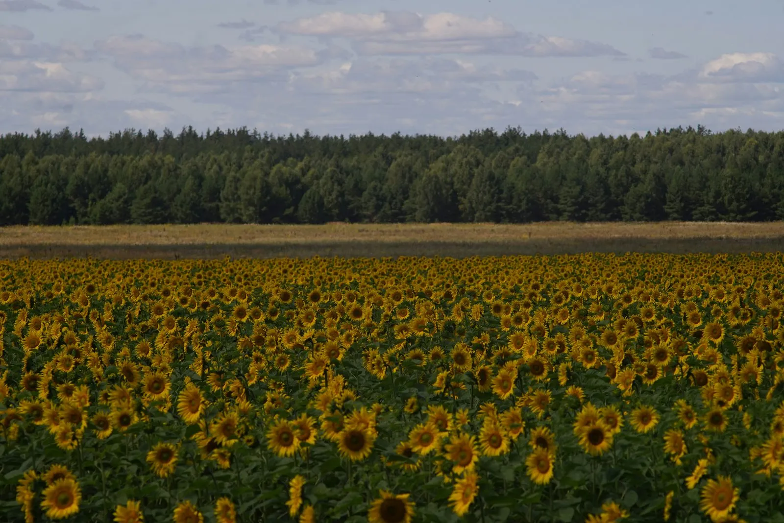 Поле соняшника біля лісосмуги наприкінці літа