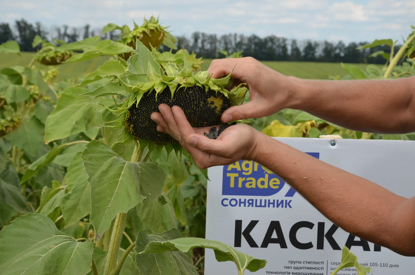 Перевірка стиглості кошика соняшника гібрида «Каскара» безпосередньо в полі